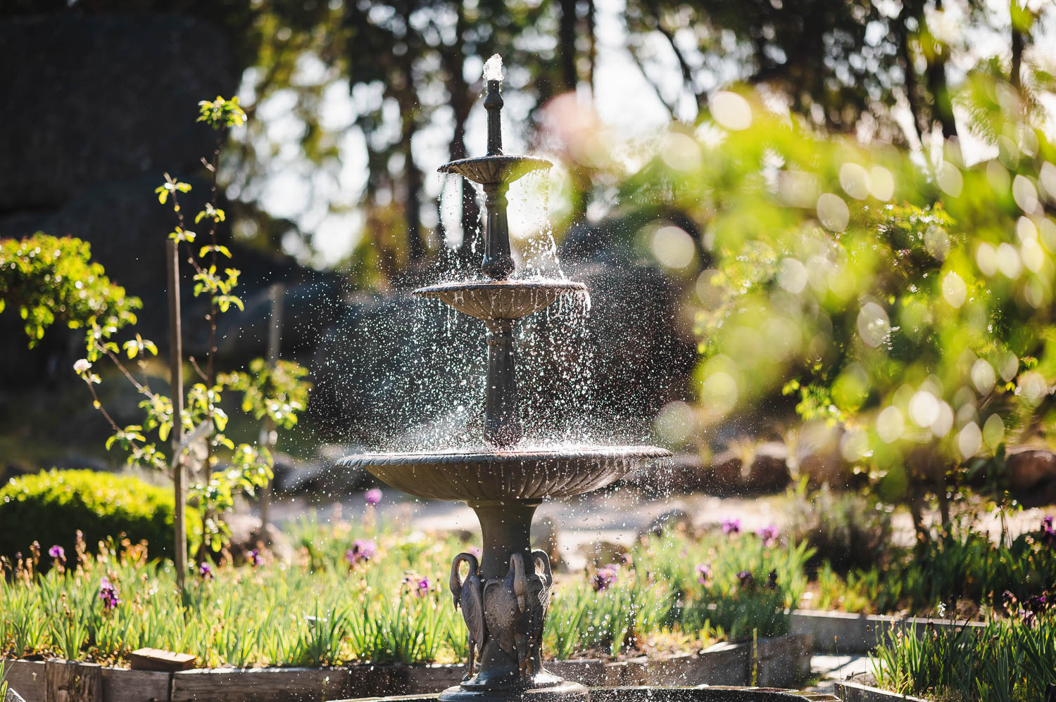 Girraween elopement photography