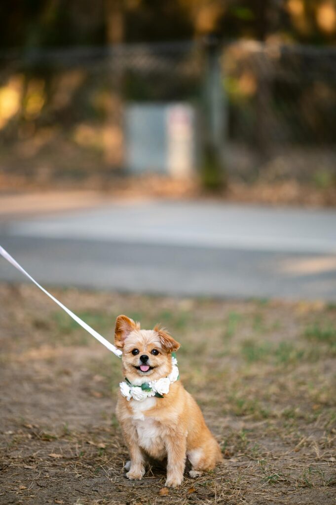 Riverlife wedding photographer - puppy