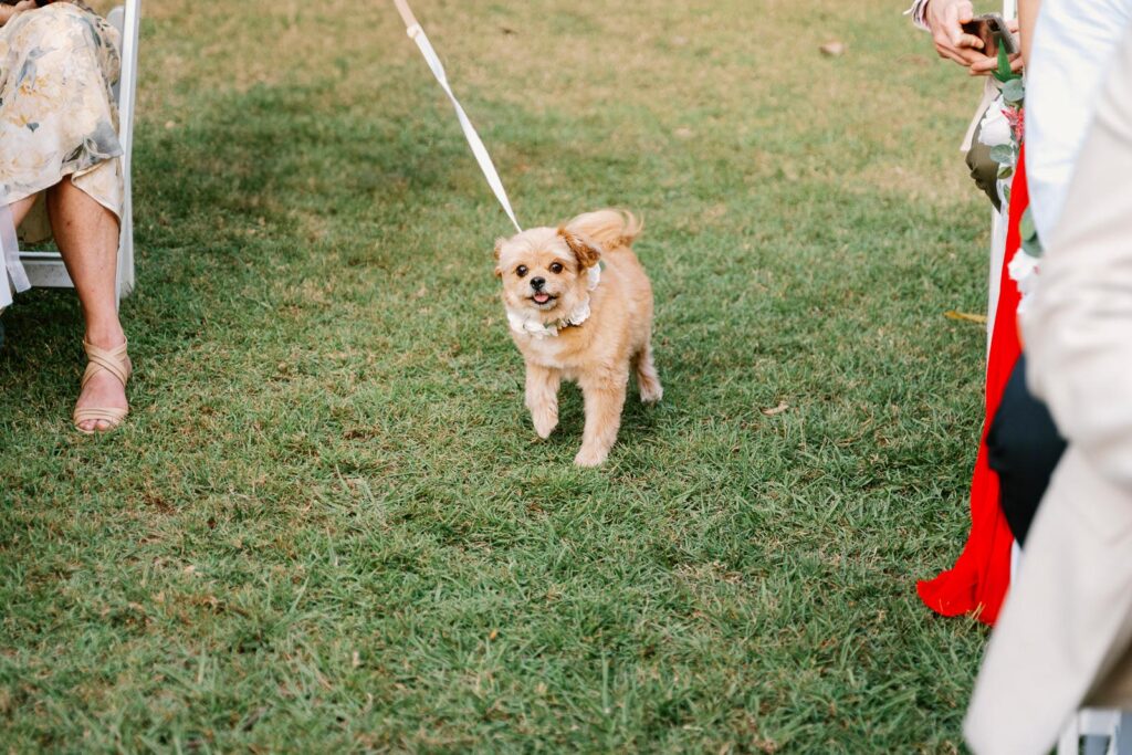 Riverlife wedding photographer - puppy